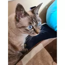 ひな