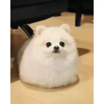 りおん