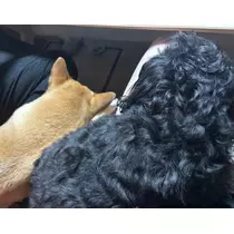 るい