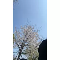 かびるんるんさわ