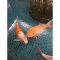 姫花