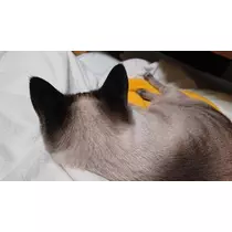 ひな