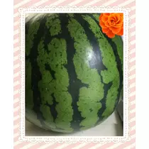蓮