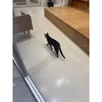 如月 エリカ