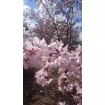成海 まお