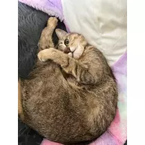 ユズ