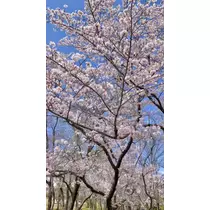 はる