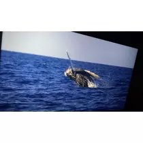 ユメ