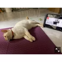 足立 はな
