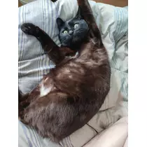 こは