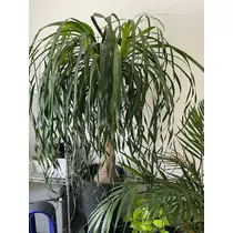 水城 百合