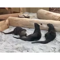 未来