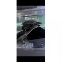 美月 れい