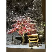 田中 レイ