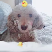 荒木 ナツミ