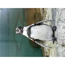 まなか