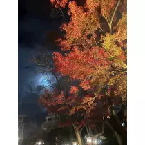 なつき