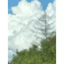 緑 四葉