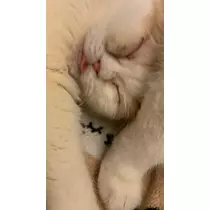 はづき