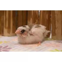 ちよママ
