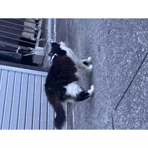 ふあ