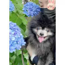 桜嬢