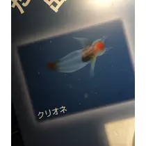 七星 夏純