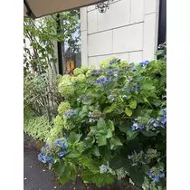 美波 あいか