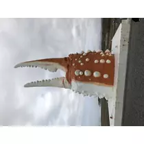 宝條 夏恋