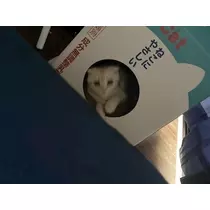 みおち