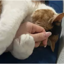 かんな