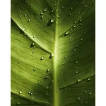 緑 四葉