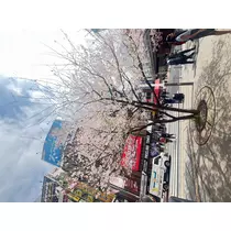 あおい