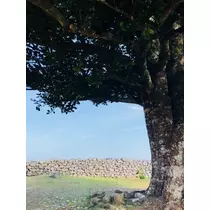ゆかり