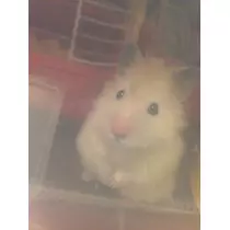 美羽  みう