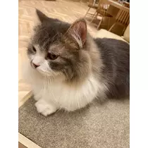 かほ