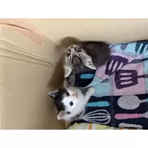 みさ