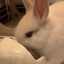 セナ