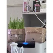 しゅが〜
