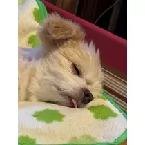 かほ