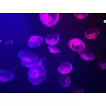 もも