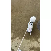 神楽 ゆあ