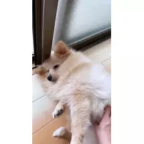 ことみ