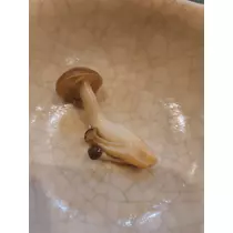 紫音