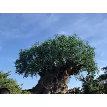 さくら