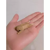 さくら
