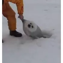 こは