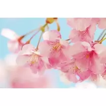 りか