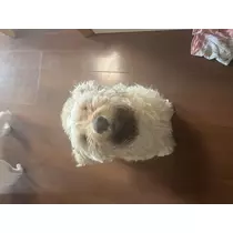 あおい