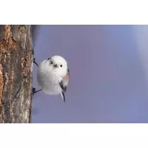 ひな